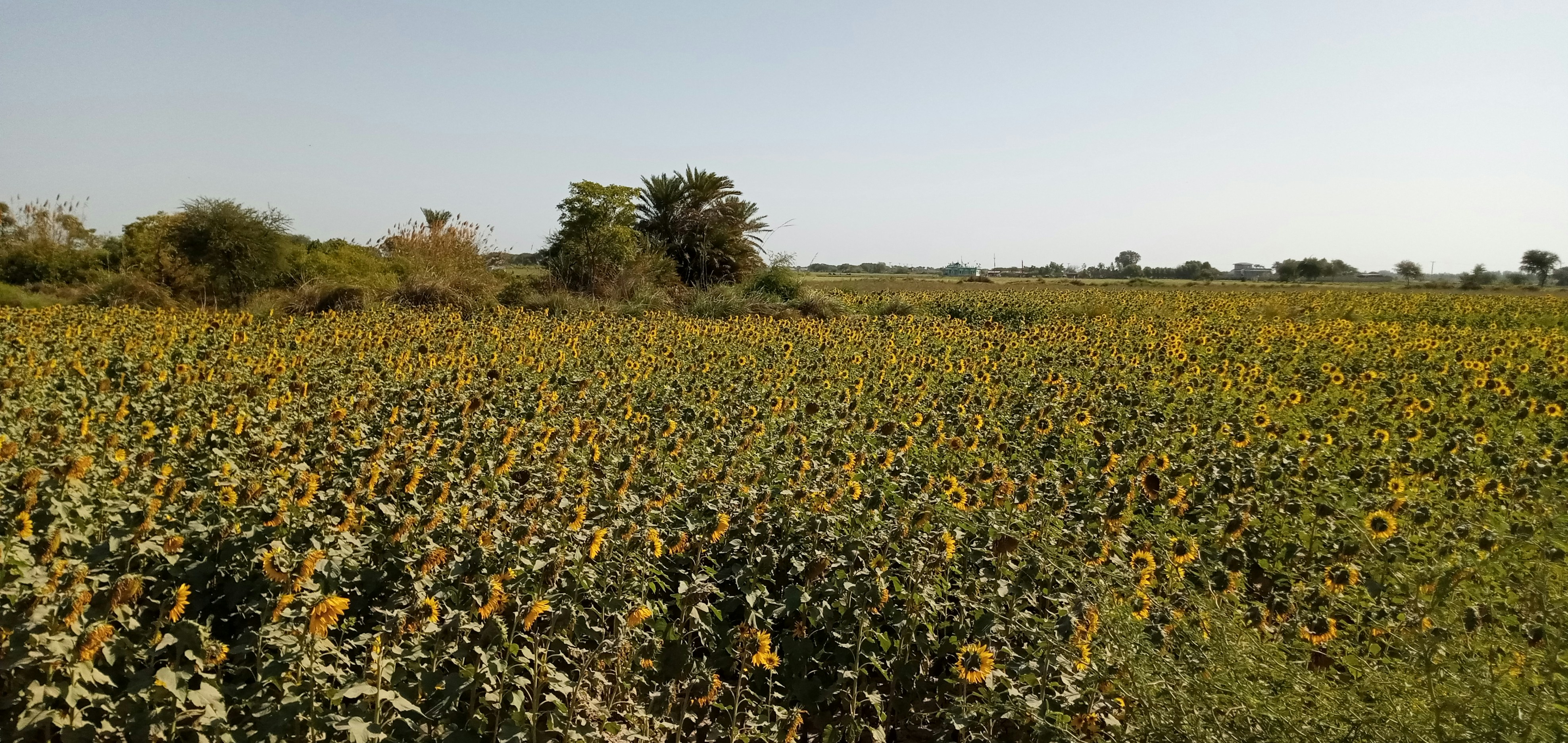 7 Decimal Land for Sale in Kushum Vihar Ranchi Jharkhand